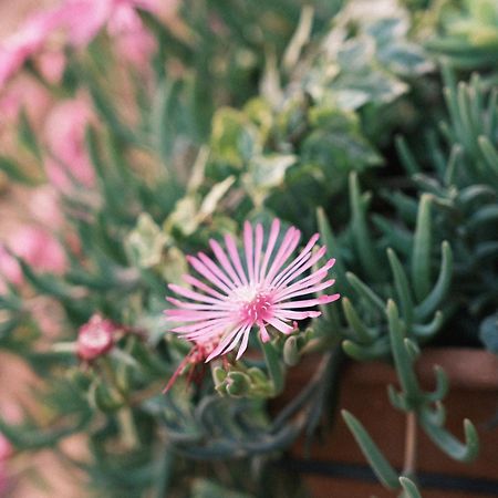 Comecasa Flowery Terraced Apartment Milano Exterior foto