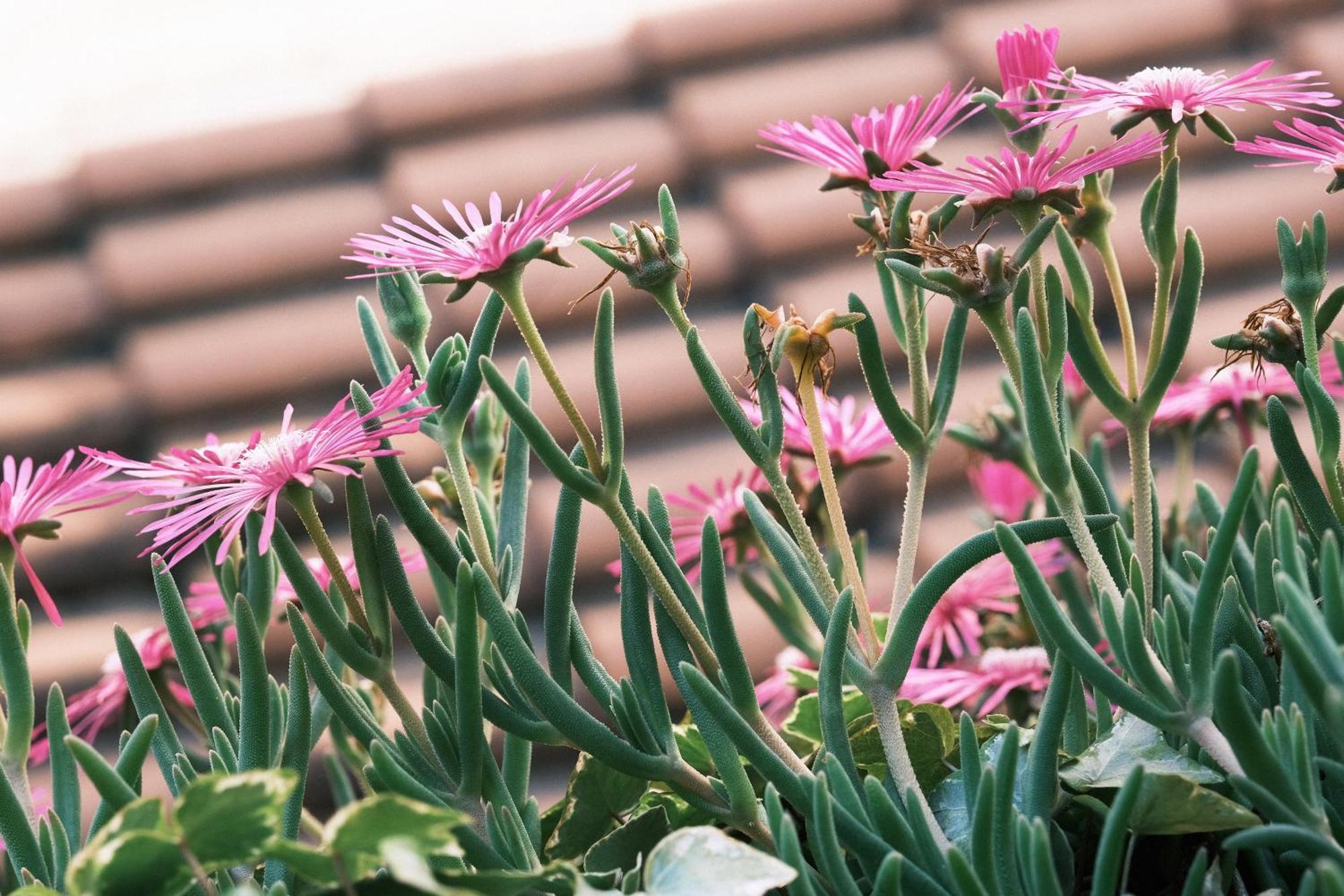 Comecasa Flowery Terraced Apartment Milano Exterior foto